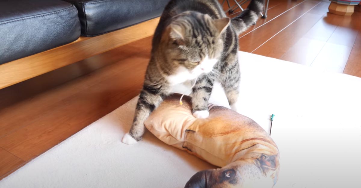 Gatto con un cuscino a forma di cane