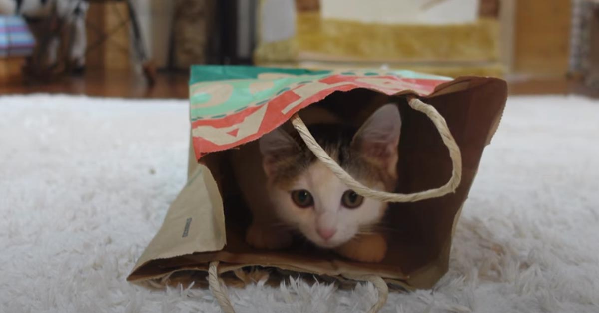 Il gattino Maru insegna al suo amico felino come si “usa” un sacchetto di carta (video)