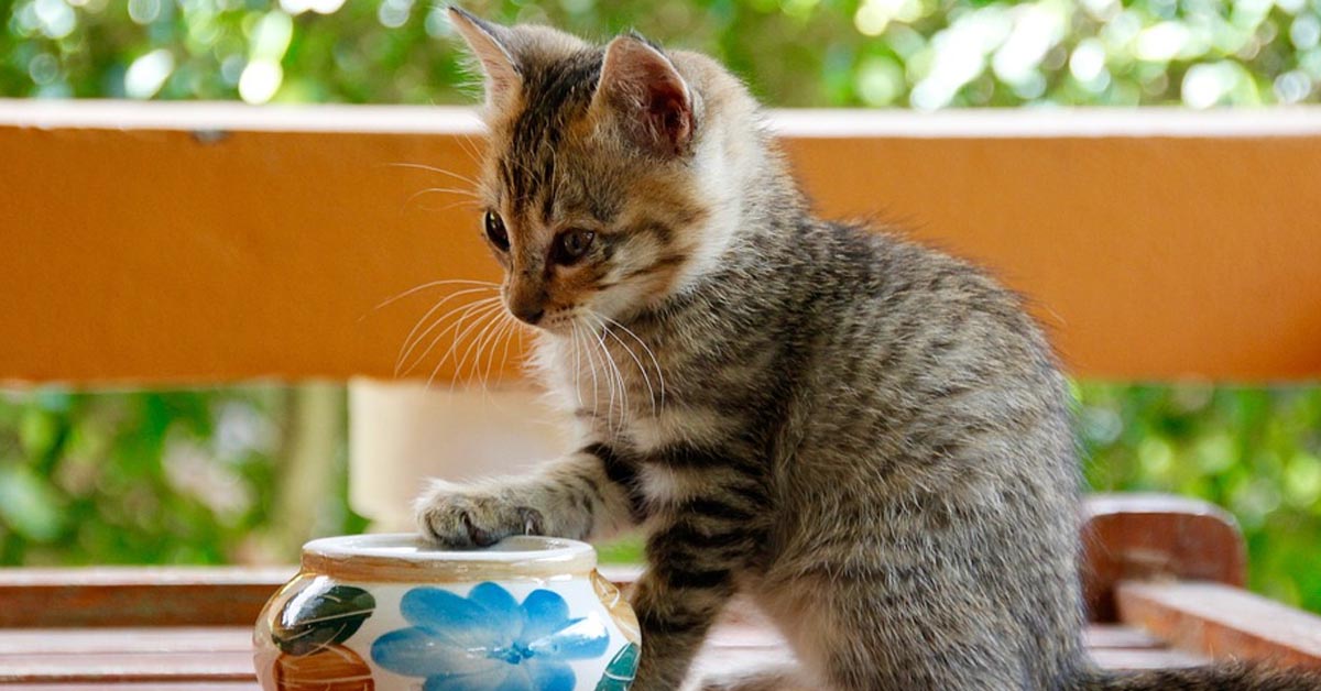 Il gattino Milo ha una migliore amica molto speciale, una bambina di nome Amelia (video)