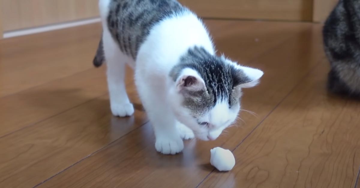Il gattino Miri vede la neve per la prima volta ed ha una reazione dolcissima (video)