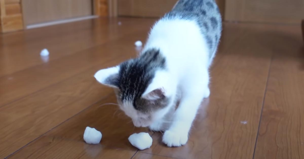 Gatto con una palla di neve