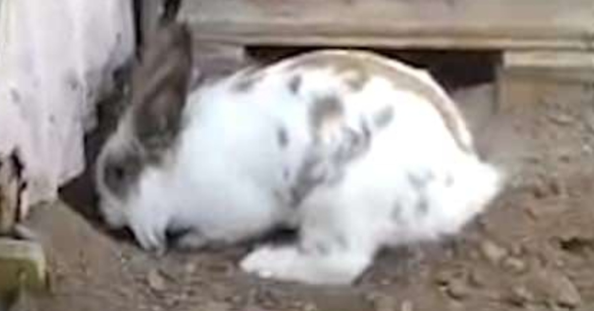 Gattino Pelu coniglietto video