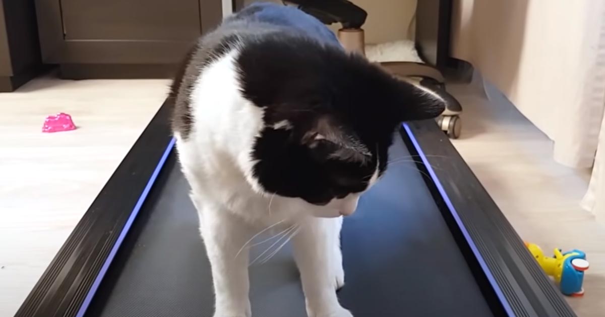 Gattino sul tapis roulant