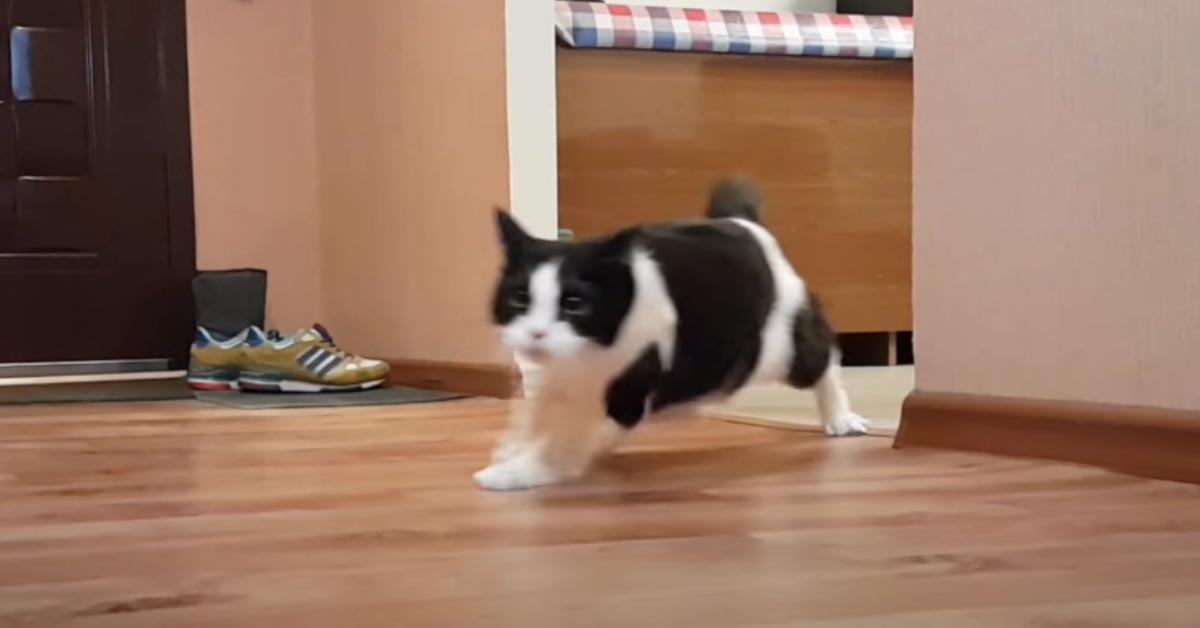 Gattino che corre