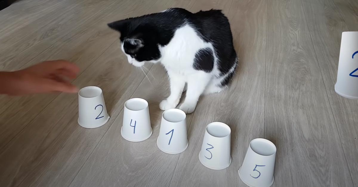 Gatto gioco dei bicchieri