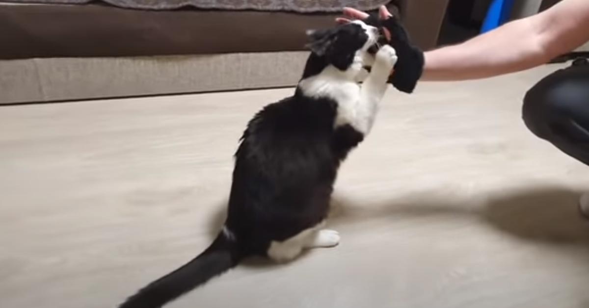 Gatto che gioca