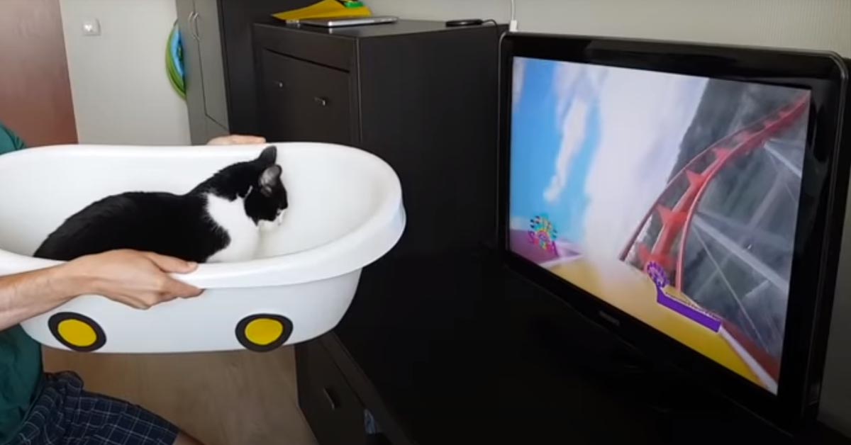 Il gattino Pusic si gode le “montagne russe” domestiche (video)