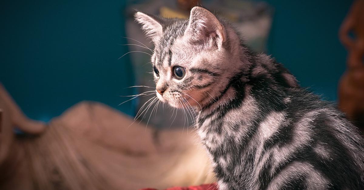 Il gattino Sammy e la sua amica bambina dormono dolcemente insieme (video)