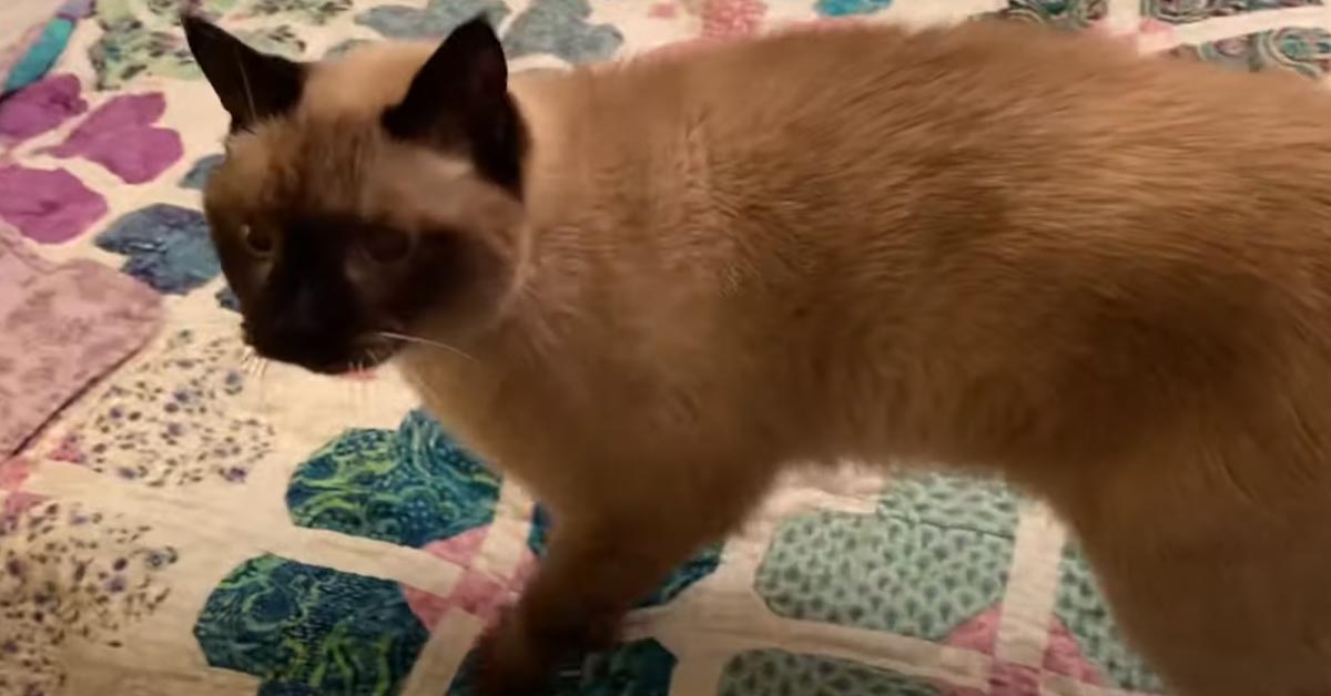 Gattino Siamese su un letto