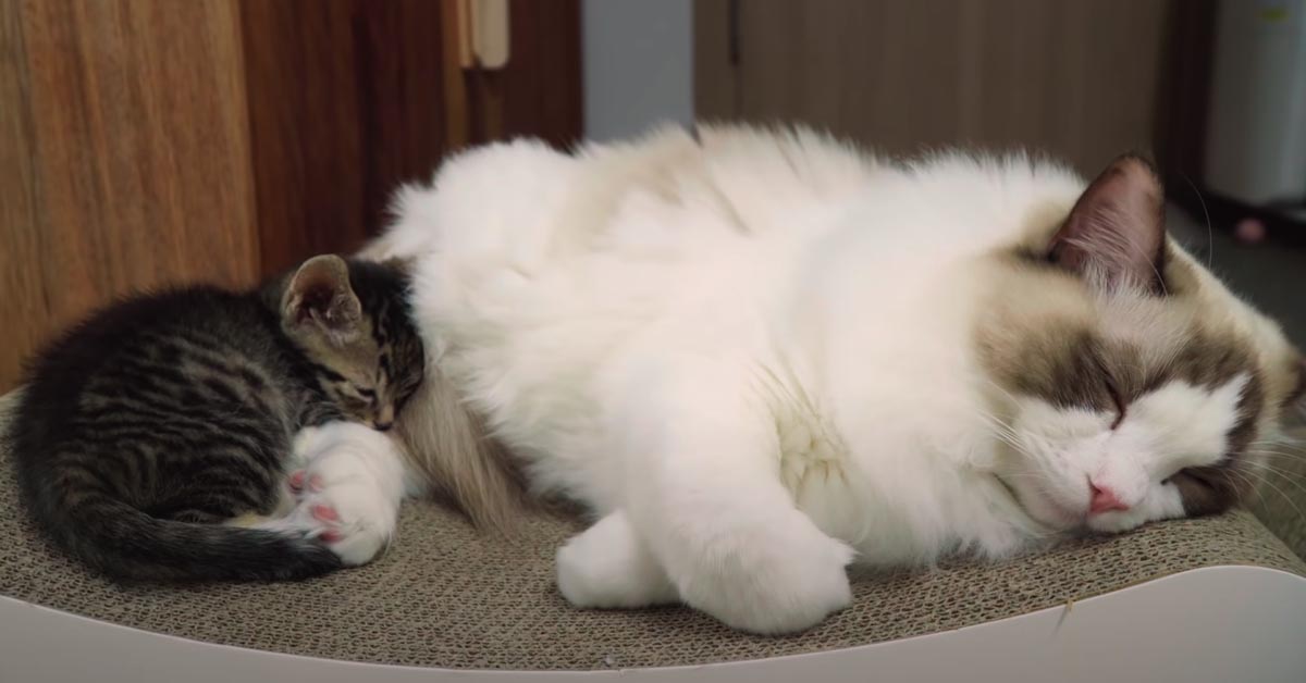 Il gattino Tori è ossessionato dalla coda di sua sorella e lei decide di dargli una dolce lezione (video)