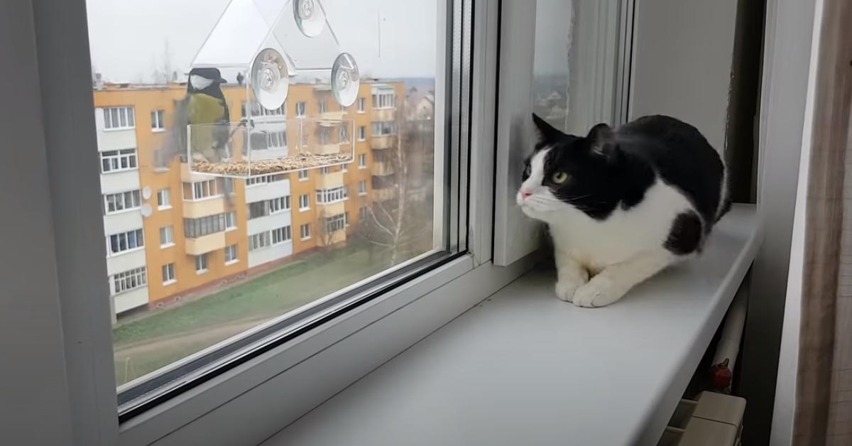 Il gattino adora chiacchierare con i suoi amici uccellini (video)