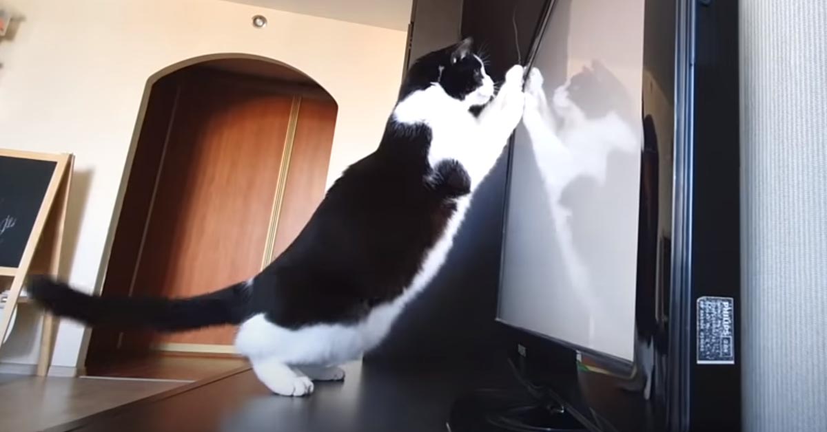 Il gattino adora giocare con le immagini che vede in televisione (video)