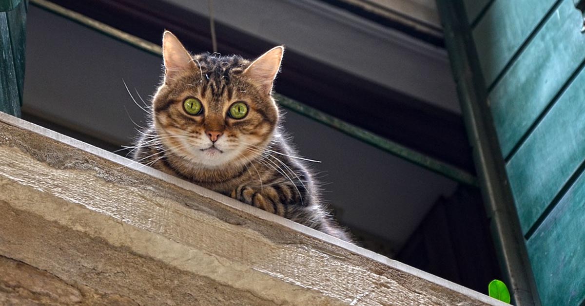 Il gattino adora osservare la sua amata fidanzata dalla finestra (video)