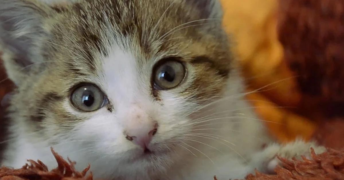 Il gattino aiuta il suo amico Carlino ad addormentarsi (video)