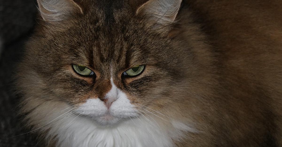 Il gattino “attacca” il suo padrone ogni volta che prova ad allenarsi (video)