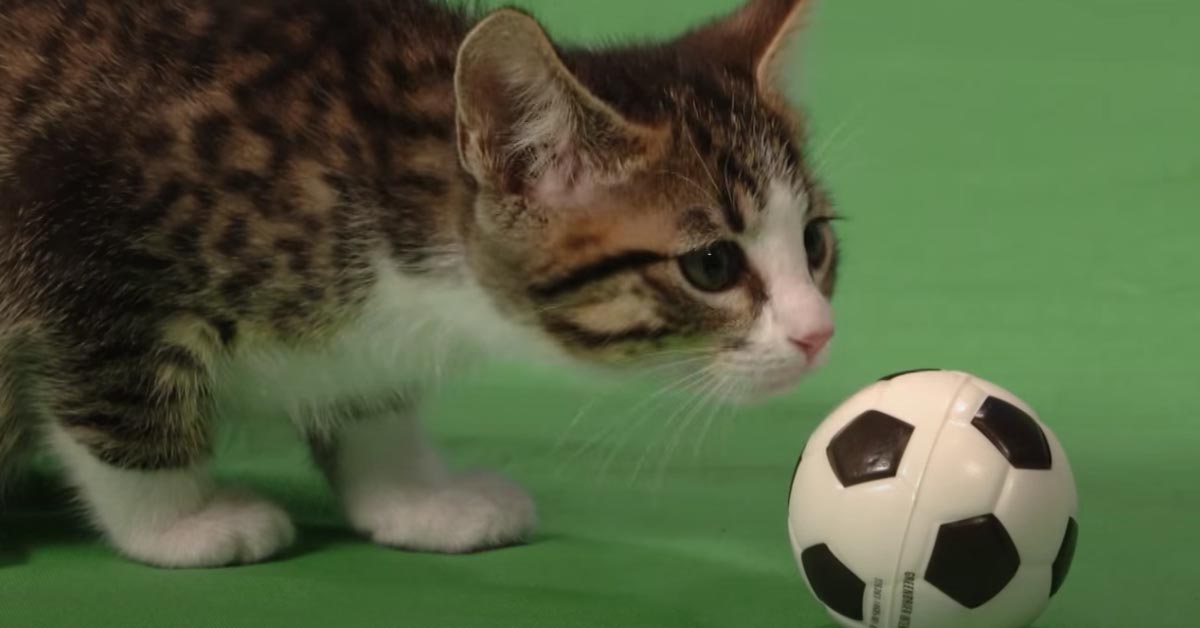 Il gattino calciatore fa impazzire il web per le suo doti speciali (video)