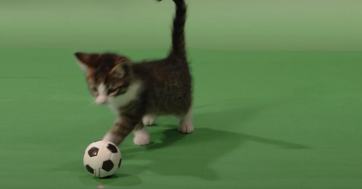 Gatto gioca con una pallina