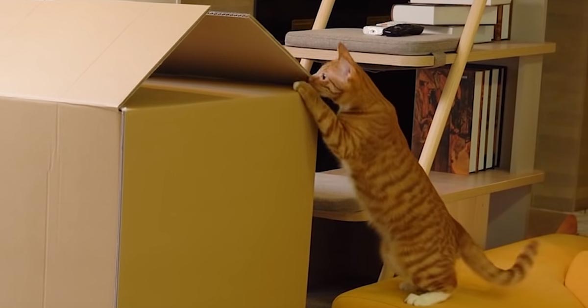 Il gattino curioso ispeziona la nuova scatola sospetta (video)