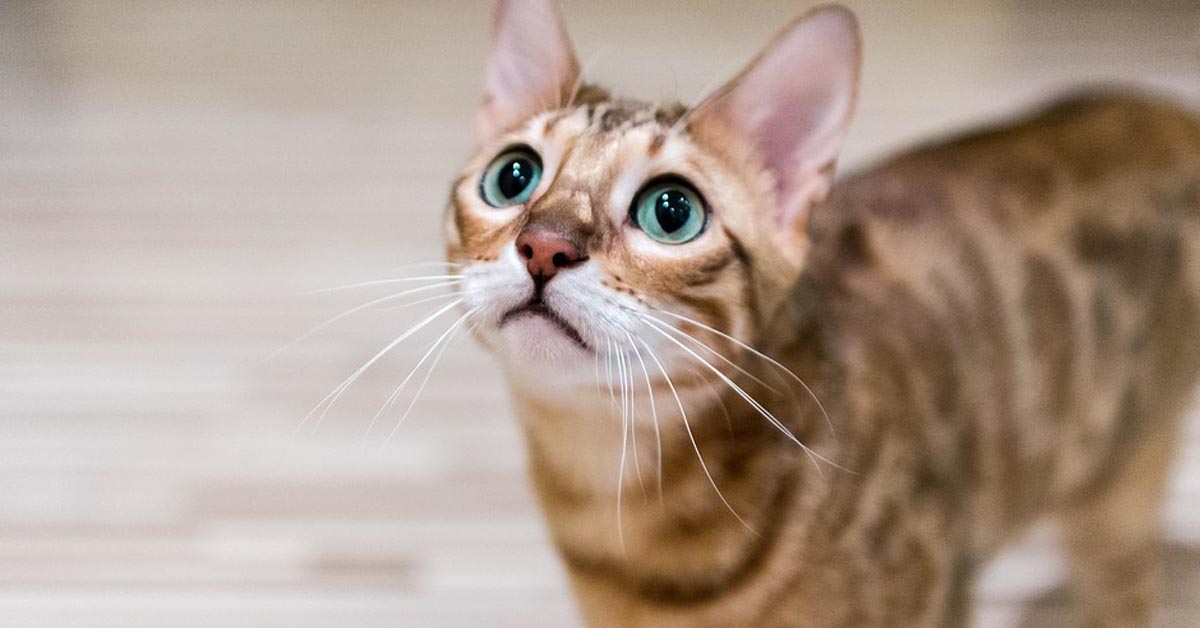 Il gattino del Bengala conversa dolcemente con i suoi cuccioli (video)