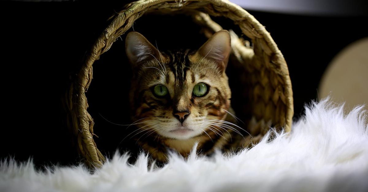 Il gattino del Bengala si diverte a fare i dispetti alla sua proprietaria (video)