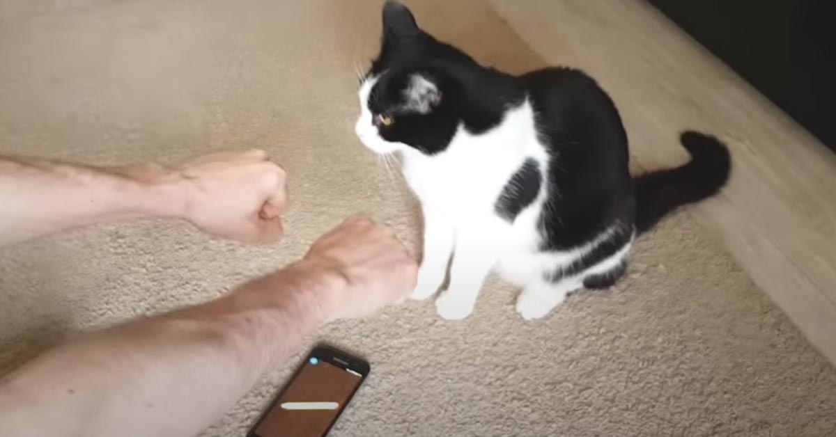 Il gattino deve indovinare in quale mano si trova l’oggetto nascosto (video)