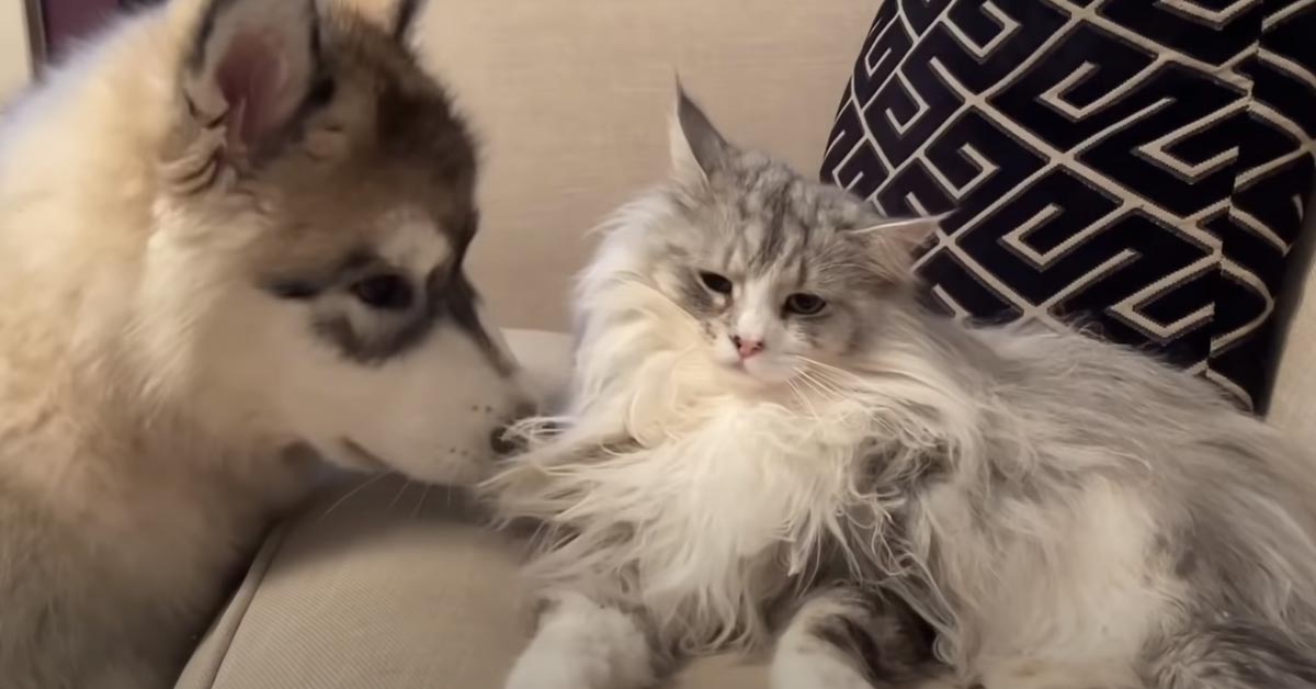 Il gattino dimostra al nuovo arrivato, un cucciolo di Alaskan Malamute, chi è il re della casa (video)
