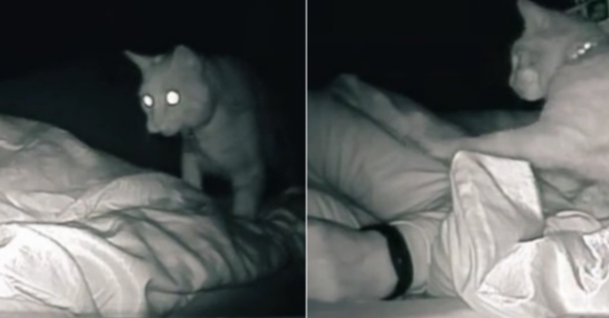 Il gattino disturba continuamente la padrona mentre dorme (VIDEO)