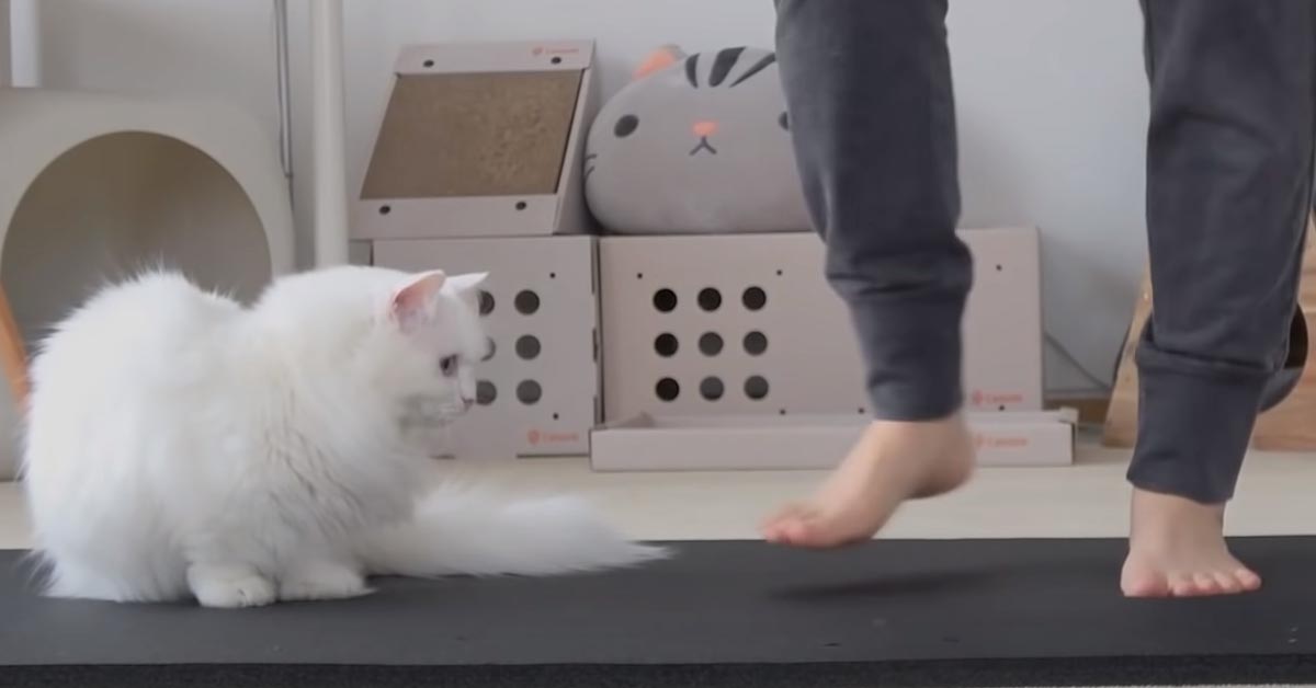 Il gattino disturba la proprietaria che si allena (video)