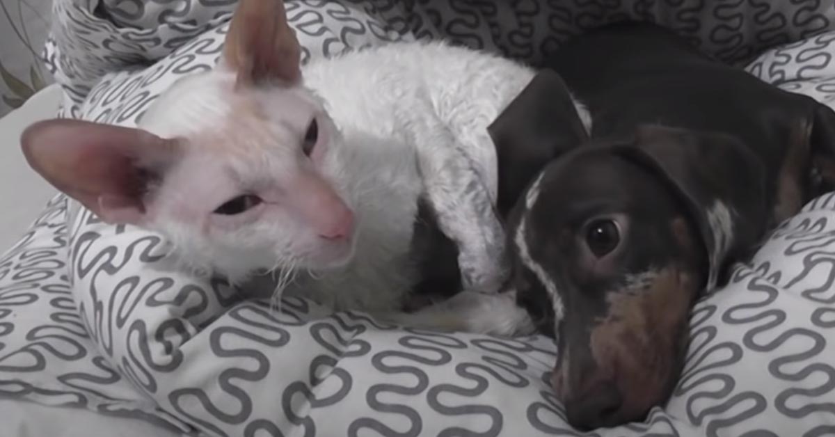 Il gattino e il Bassotto dormono teneramente insieme e il momento è magico (video)