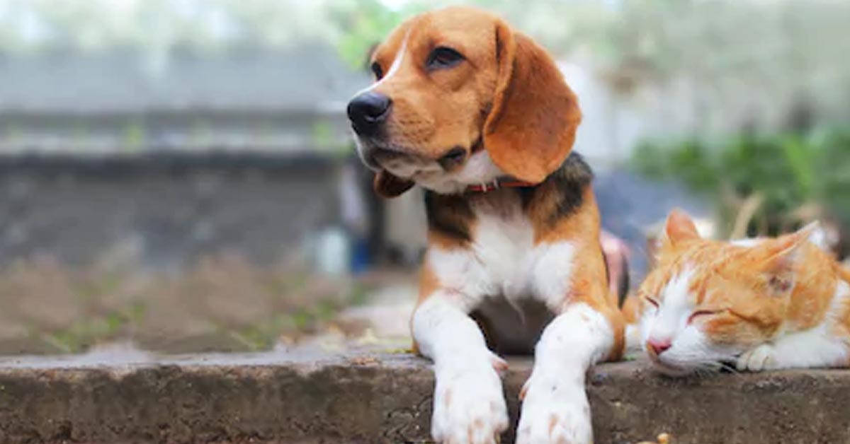 Il gattino e il Beagle giocano teneramente e il video emoziona il web
