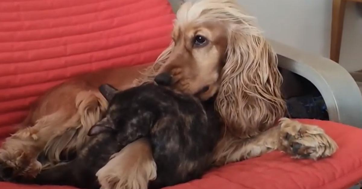 Il gattino e il Cocker Spaniel si scambiano delle tenere coccole e il momento è magico (video)