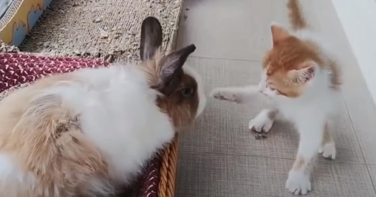 Il gattino e il coniglietto sono legati da un’amicizia speciale (video)