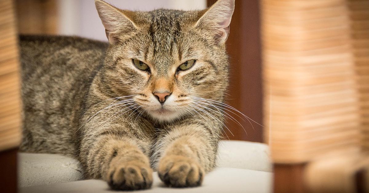 Il gattino e il cucciolo di Akita si incontrano per la prima volta, dimostrando subito il loro diverso carattere (video)