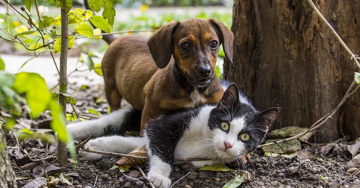 Il gattino e il cucciolo di Bassotto giocano teneramente insieme (video)