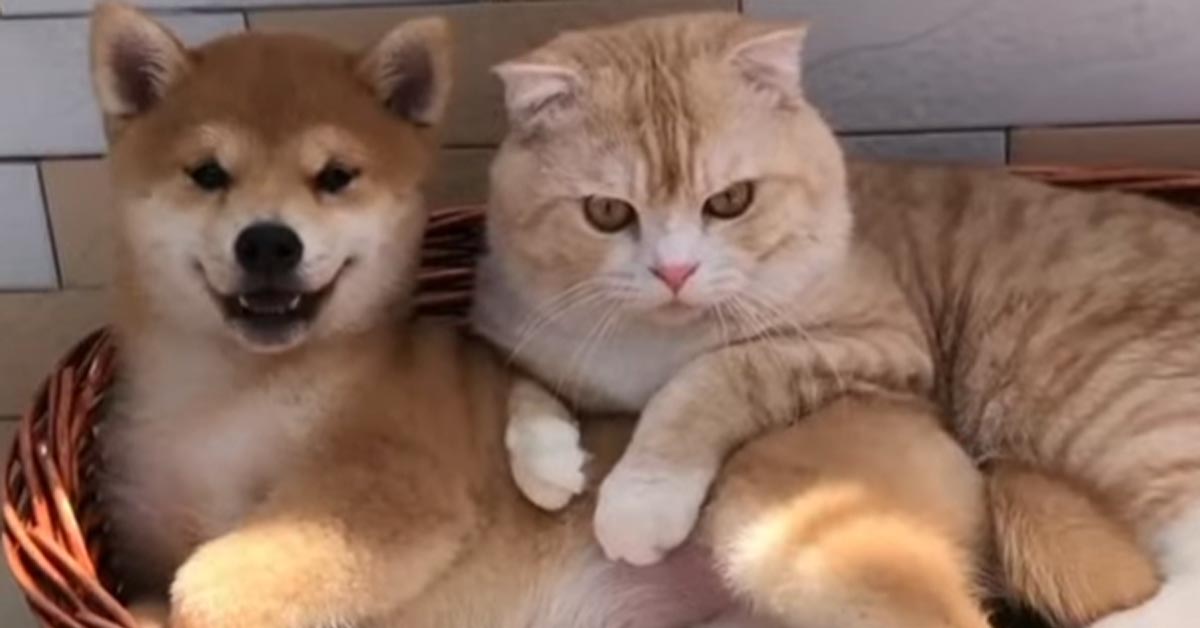 Il gattino e il cucciolo di Shiba Inu si scambiano delle tenere coccole e il video incanta il web