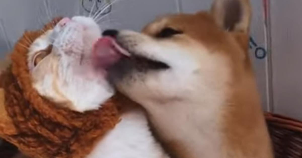 Gatto con uno shiba inu