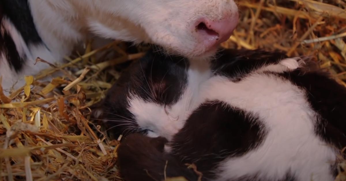 Gatto con un vitellino