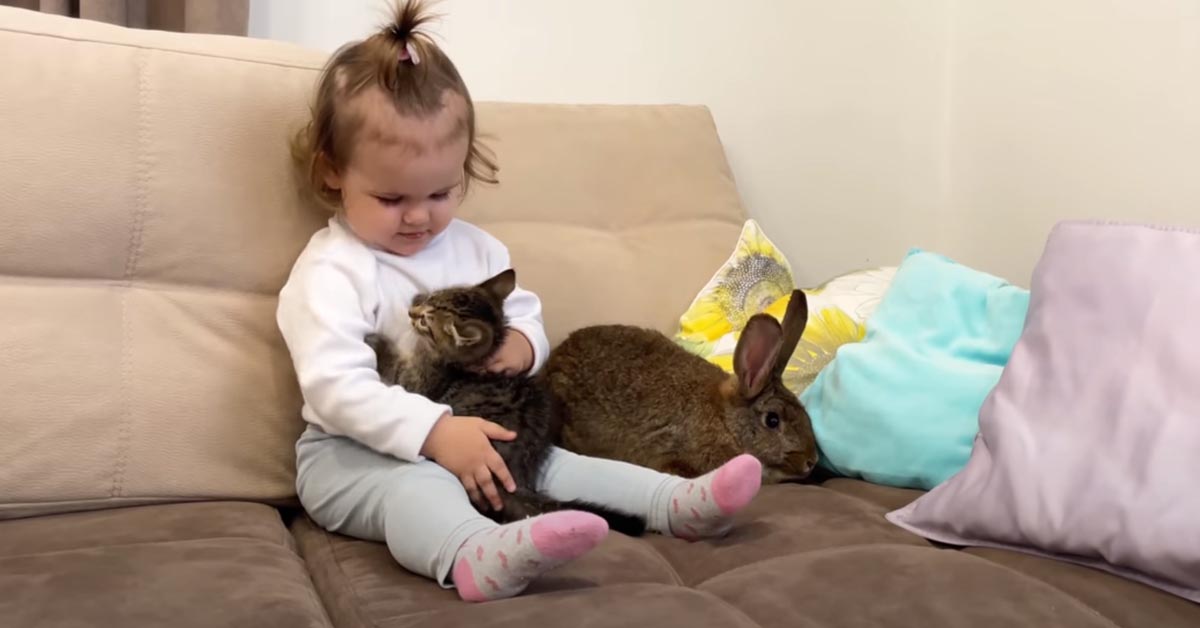 Gatto gioca con una bambina e un coniglio