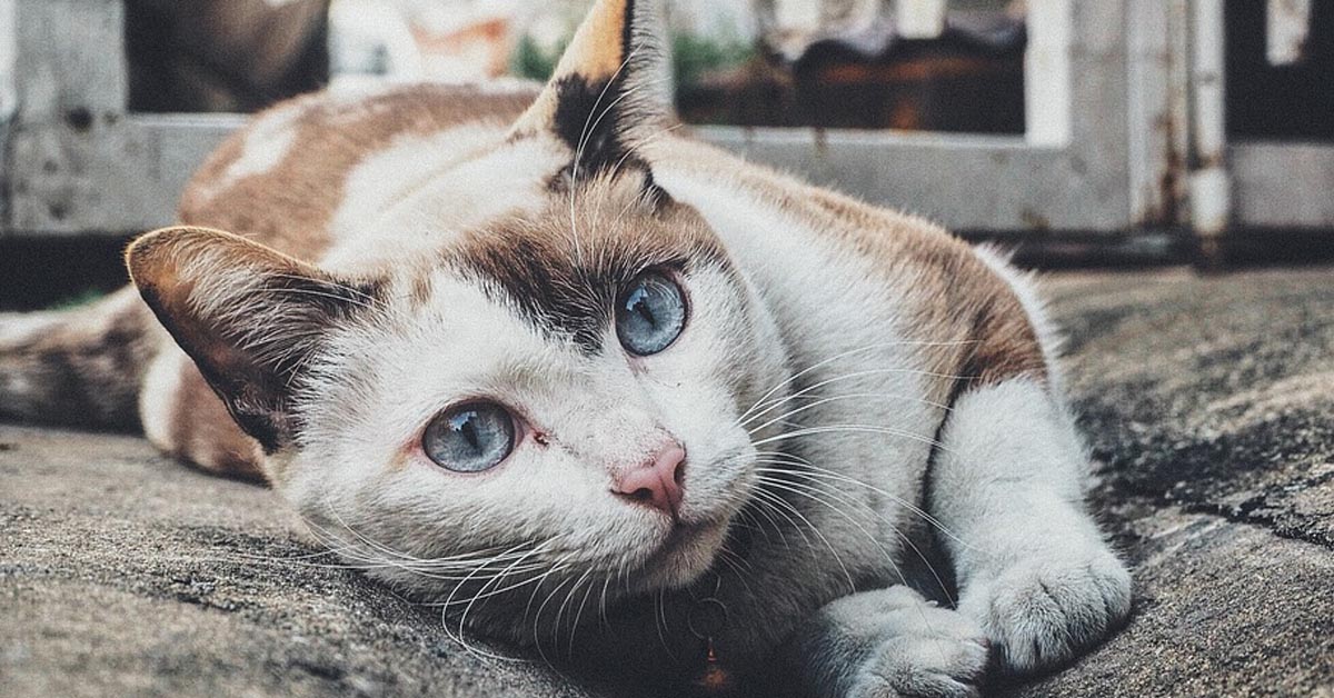 Il gattino gioca ad “un, due, tre, stella” con la sua padrona (video)