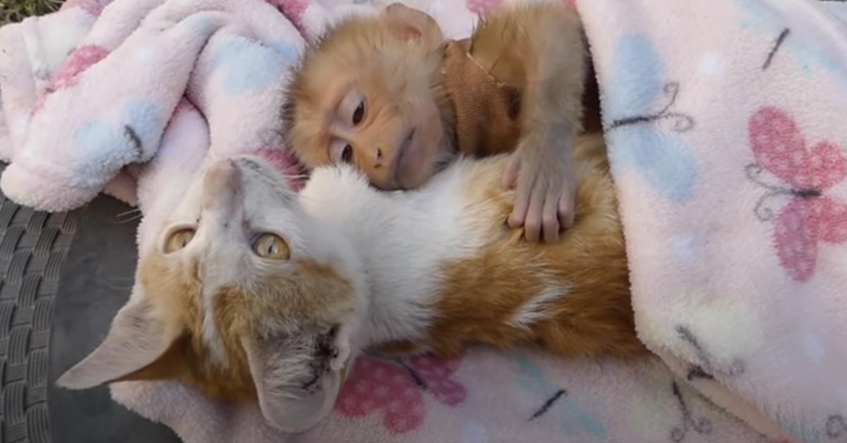 Il gattino ha adottato una piccola scimmietta e i due sono inseparabili (video)