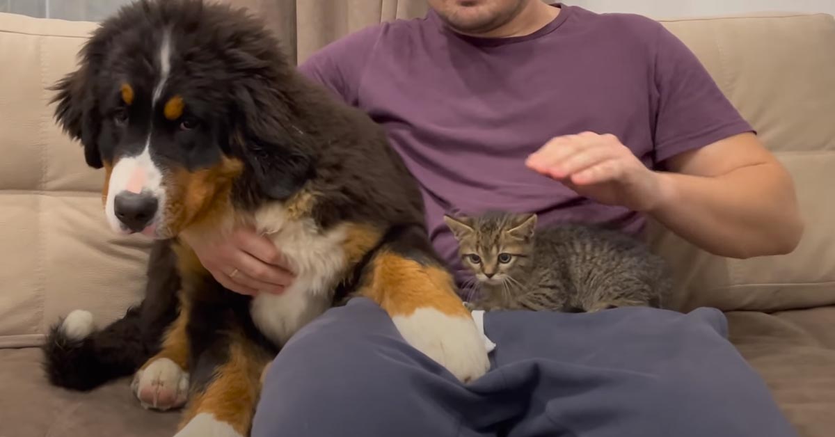 Il gattino incontra i suoi nuovi fratelli a quattro zampe, un Pastore Tedesco e un Bovaro del Bernese (video)