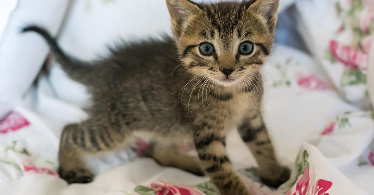 Il gattino iperattivo ha sempre voglia di giocare con la sua mamma (video)