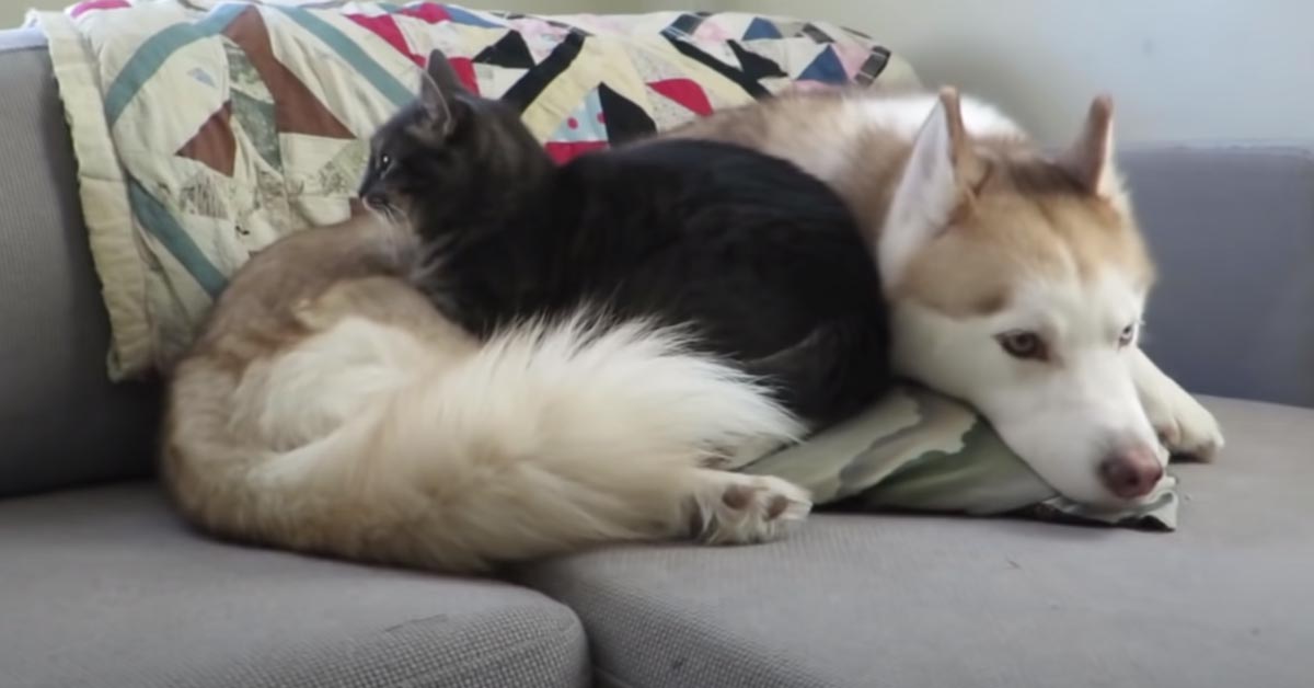 Il gattino massaggia dolcemente il suo amico Husky prima di addormentarsi vicino a lui (video)
