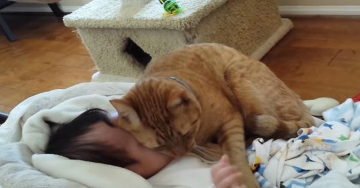 gattino neonato video