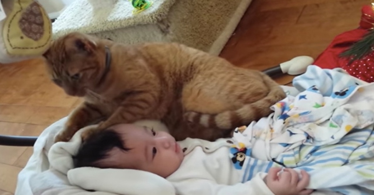 Il gattino non riesce a stare separato dal neonato: la coppia vi conquisterà (VIDEO)