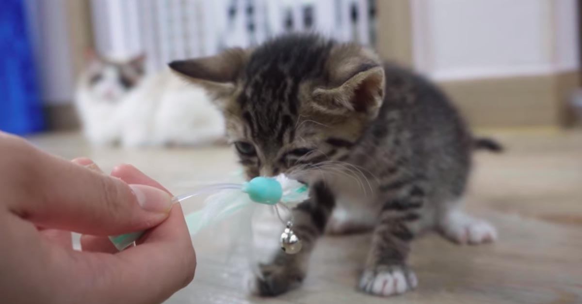 Il gattino più “feroce” del mondo gioca con un altro felino (video)