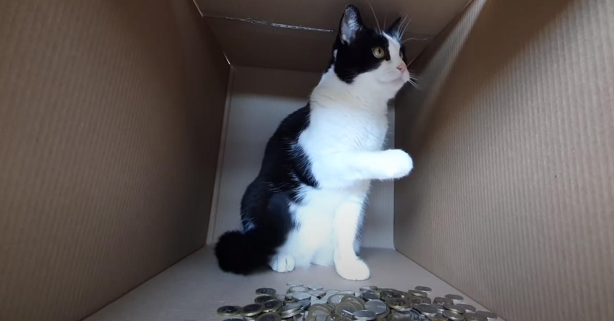 Il gattino prova a “trasformarsi” in un salvadanaio giocattolo: riuscirà ad ingannare il padrone? (video)