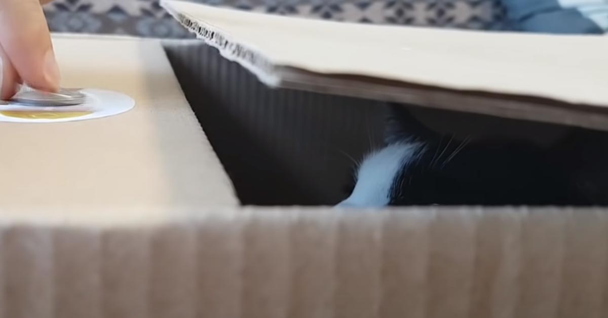 Gatto dentro ad una scatola