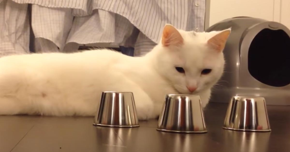 Il gattino prova ad indovinare sotto a quale tazza si trova la pallina (video)