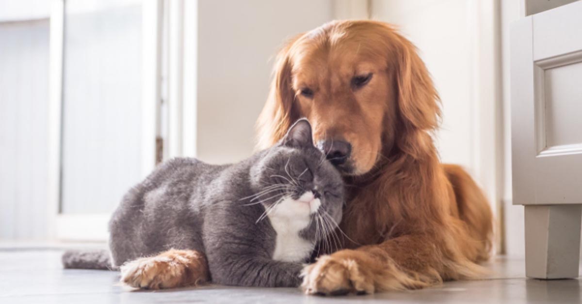 Il gattino randagio è affamato e il Golden Retriever gli porta una ciotola piena di cibo (video)